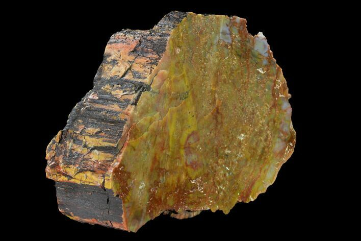 Colorful, Polished Petrified Wood (Araucarioxylon) - Arizona #147922